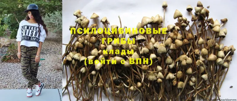 Псилоцибиновые грибы MAGIC MUSHROOMS  ОМГ ОМГ   Купино 